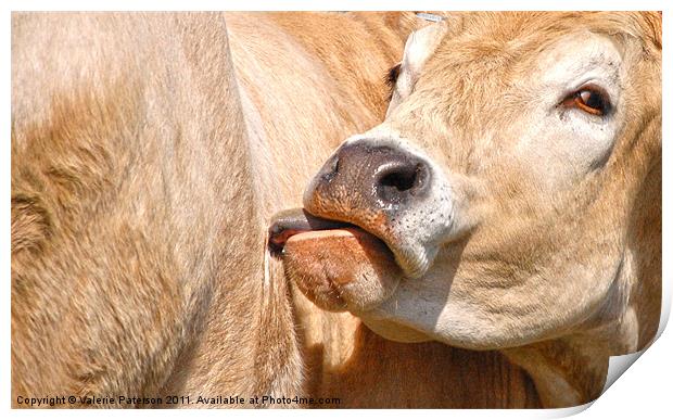 Golden Cow Print by Valerie Paterson