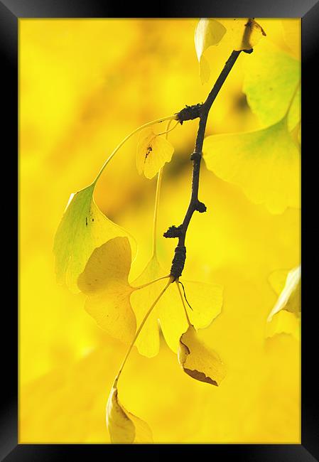Ginkgo Biloba Tree Framed Print by Dawn Cox