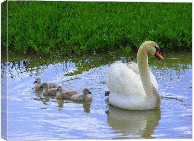 Mummy Swan and her babies Canvas Print by Ali Kernick