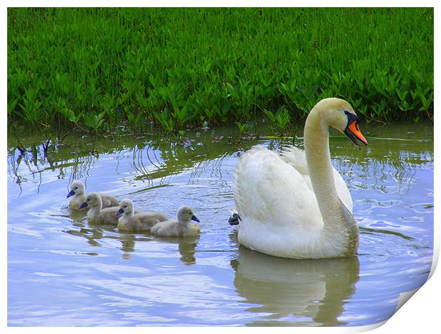 Mummy Swan and her babies Print by Ali Kernick