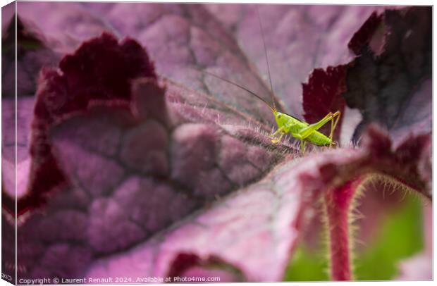 Small green grasshopper on a purple leaf of heuchere Canvas Print by Laurent Renault
