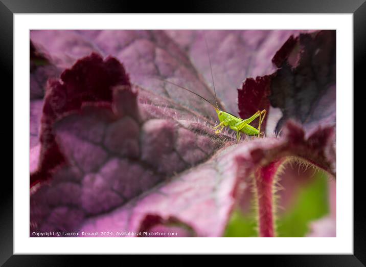 Small green grasshopper on a purple leaf of heuchere Framed Mounted Print by Laurent Renault