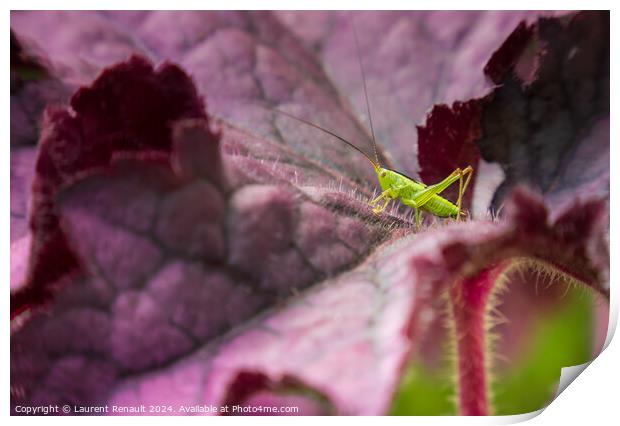 Small green grasshopper on a purple leaf of heuchere Print by Laurent Renault