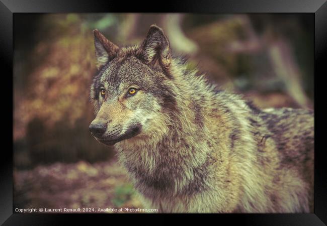 Grey wolf prowling in the forest Framed Print by Laurent Renault