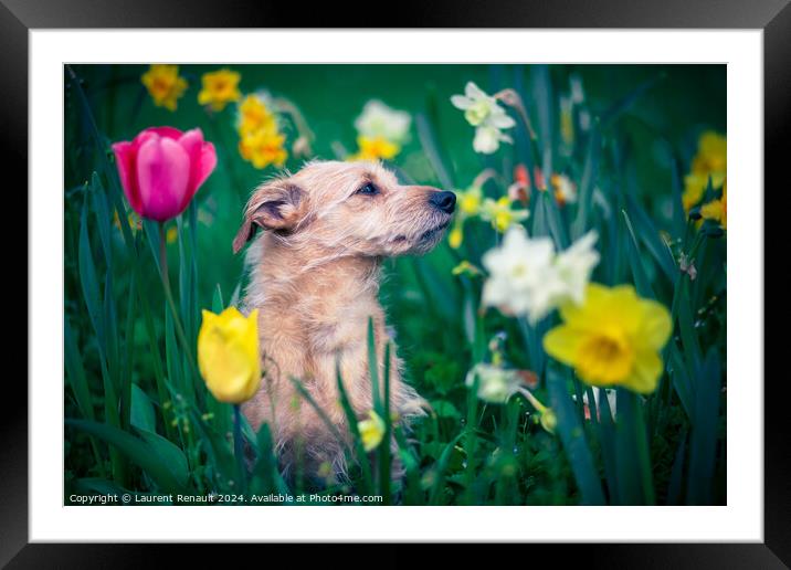 The scent of flowers for a dog Framed Mounted Print by Laurent Renault
