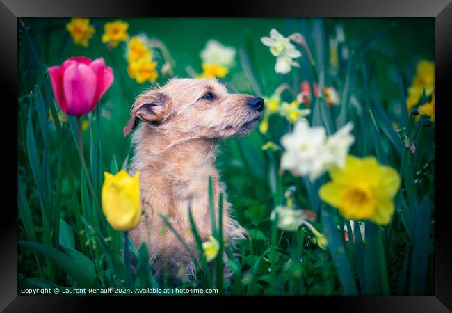 The scent of flowers for a dog Framed Print by Laurent Renault