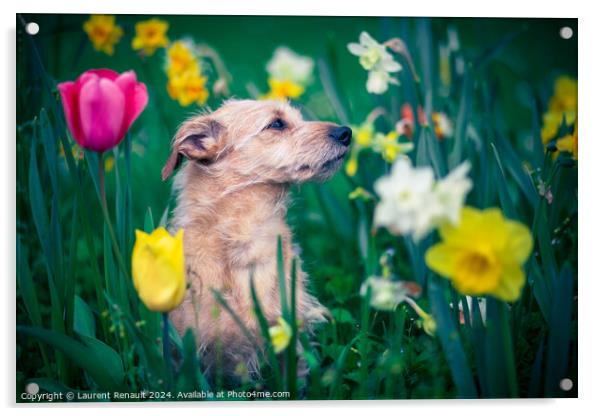 The scent of flowers for a dog Acrylic by Laurent Renault
