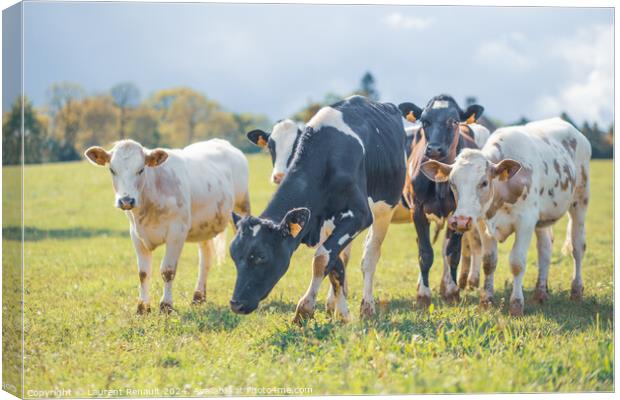 Group of cows together gathering in a field Canvas Print by Laurent Renault