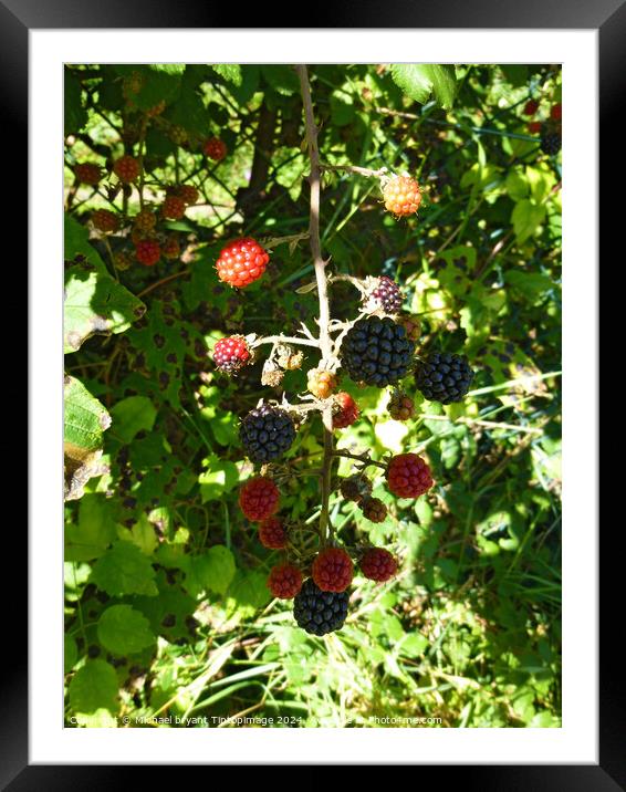 Wild berry's  Framed Mounted Print by Michael bryant Tiptopimage