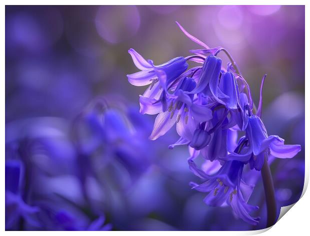  Bluebells ~ Spring turns to Summer Print by T2 