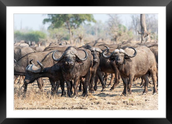 Curious cape buffalo, Zambia Framed Mounted Print by Angus McComiskey