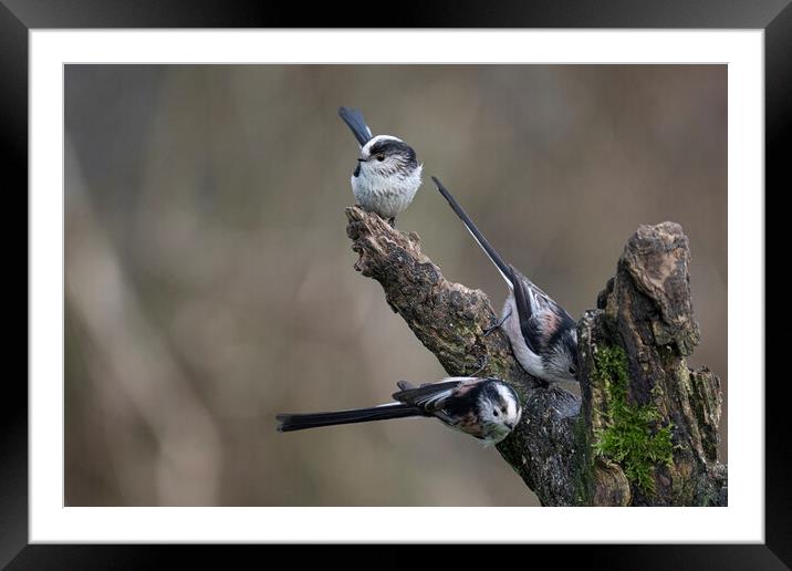 longtailed tits Framed Mounted Print by kathy white