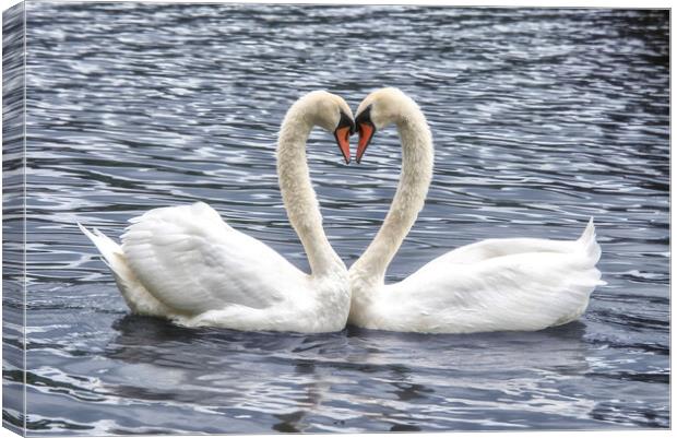  swans in a love heart shape, Canvas Print by kathy white