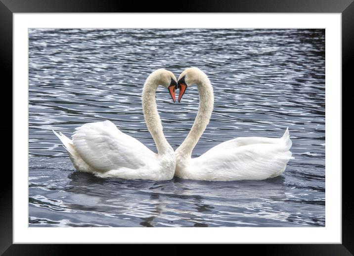  swans in a love heart shape, Framed Mounted Print by kathy white