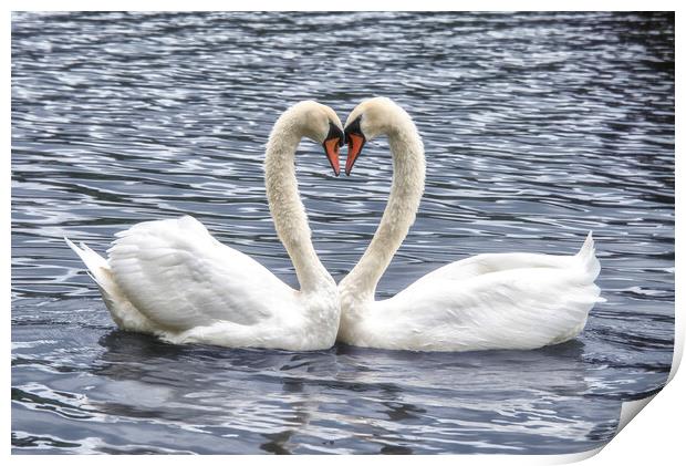  swans in a love heart shape, Print by kathy white