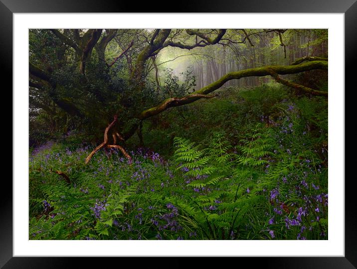 Springtime in the Woods Framed Mounted Print by David Neighbour