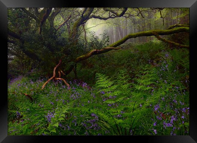 Springtime in the Woods Framed Print by David Neighbour