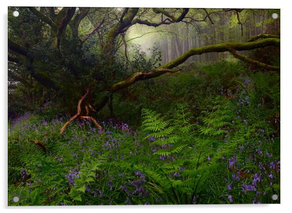 Springtime in the Woods Acrylic by David Neighbour