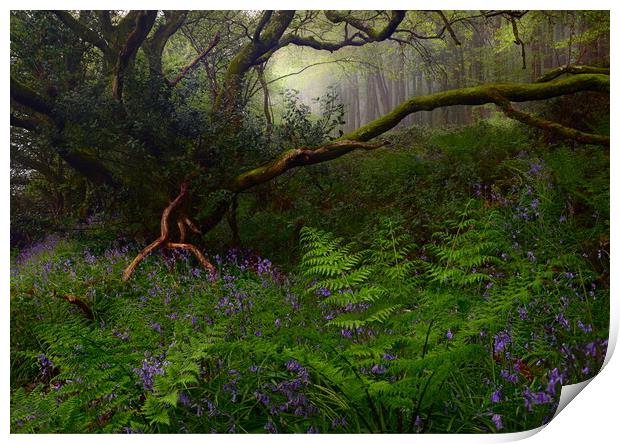 Springtime in the Woods Print by David Neighbour