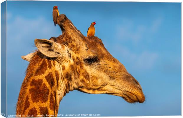 Giraffe bull adorned with red-billed ox-peckers. Canvas Print by Adrian Turnbull-Kemp