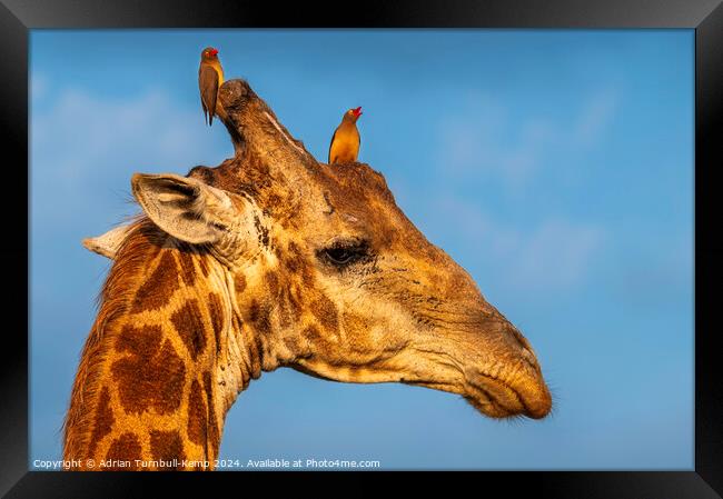 Giraffe bull adorned with red-billed ox-peckers. Framed Print by Adrian Turnbull-Kemp