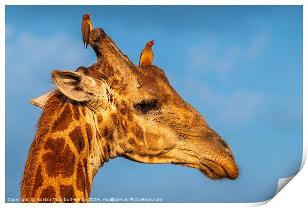 Giraffe bull adorned with red-billed ox-peckers. Print by Adrian Turnbull-Kemp