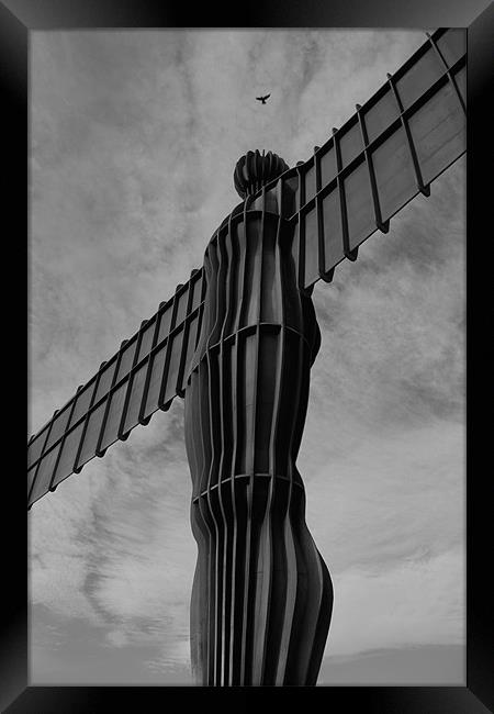 feathered angel of the north Framed Print by Northeast Images