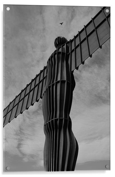 feathered angel of the north Acrylic by Northeast Images