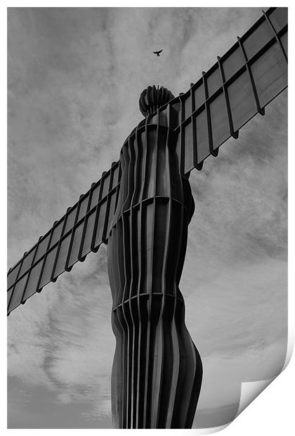 feathered angel of the north Print by Northeast Images