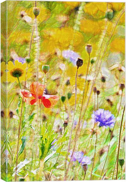 Summer Meadow Canvas Print by Dawn Cox