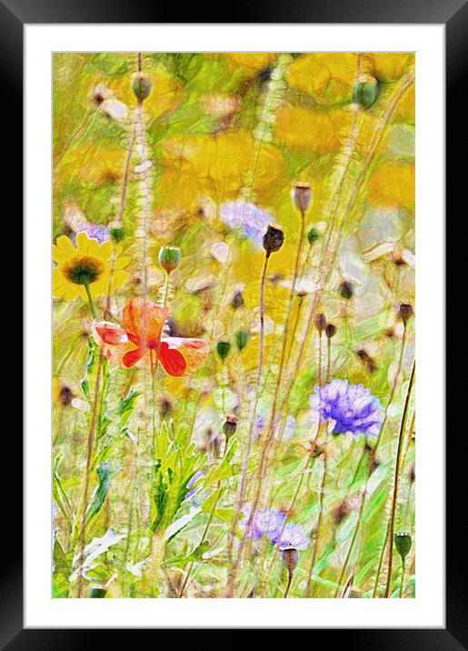 Summer Meadow Framed Mounted Print by Dawn Cox