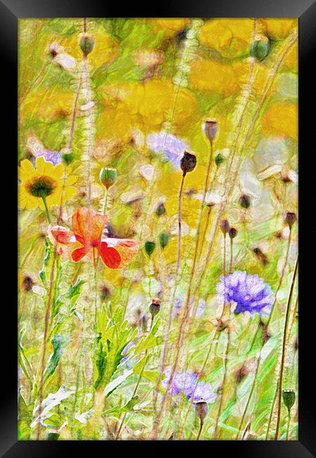 Summer Meadow Framed Print by Dawn Cox