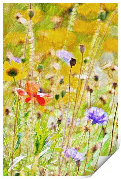 Summer Meadow Print by Dawn Cox