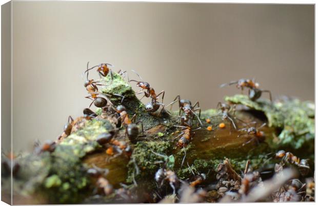 Wood Ants of Fingle Bridge Canvas Print by David Neighbour