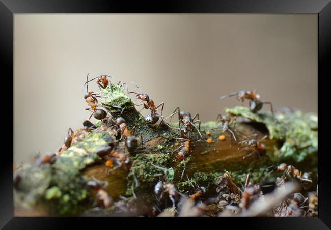 Wood Ants of Fingle Bridge Framed Print by David Neighbour