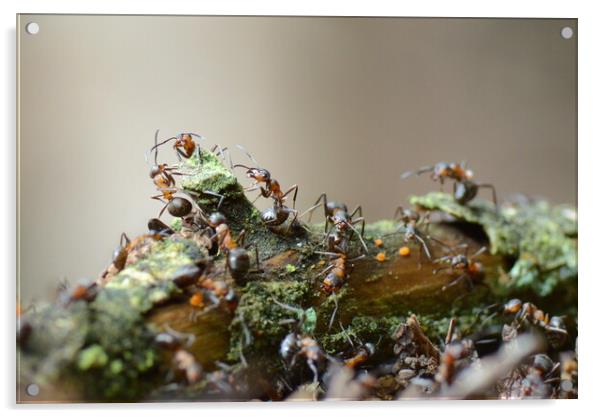 Wood Ants of Fingle Bridge Acrylic by David Neighbour