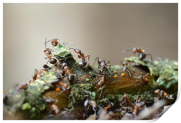 Wood Ants of Fingle Bridge Print by David Neighbour