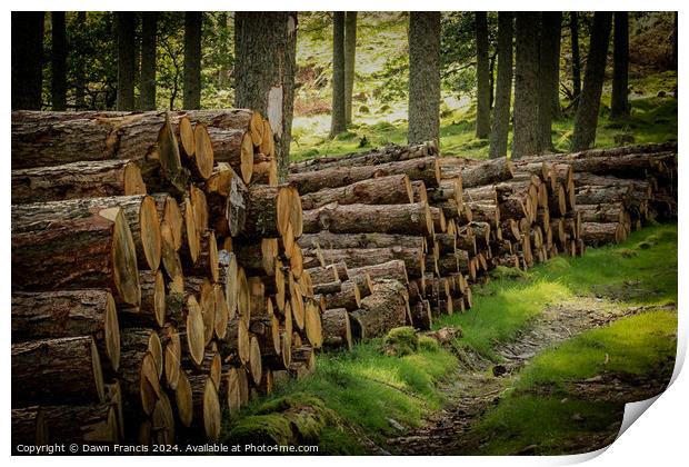 Logs stacked neatly Print by Dawn Francis