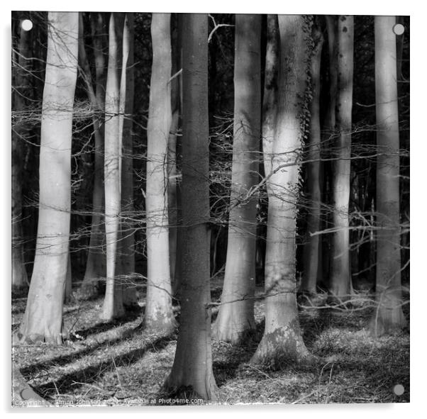 sunlit woodland in monochrome  Acrylic by Simon Johnson