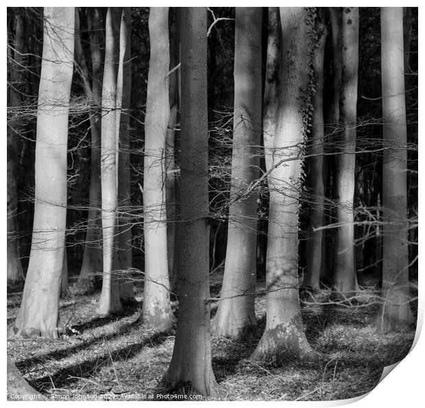  sunlit woodland in monochrome  Print by Simon Johnson