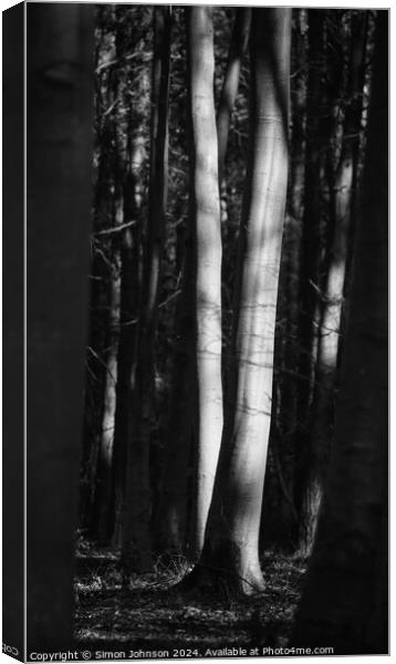 sunlit trees Canvas Print by Simon Johnson