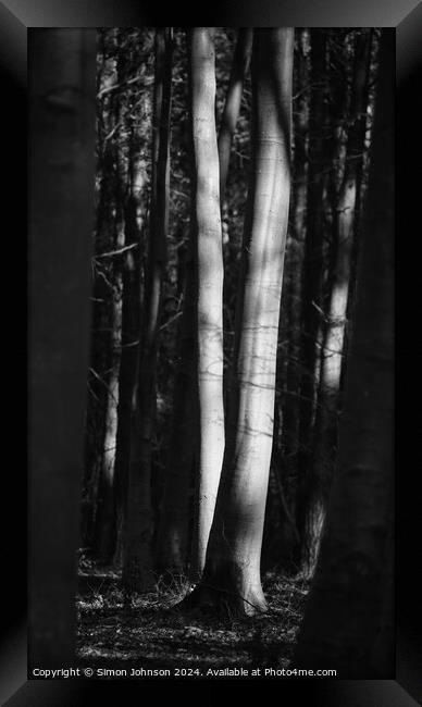 sunlit trees Framed Print by Simon Johnson