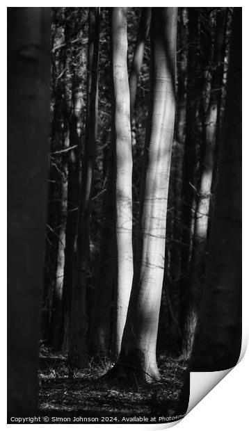 sunlit trees Print by Simon Johnson