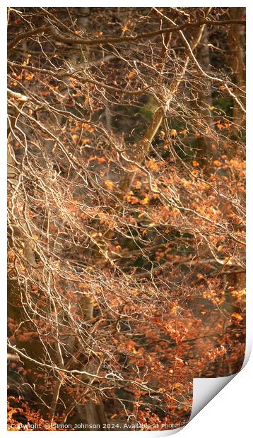 sunlit leaves and branches Print by Simon Johnson