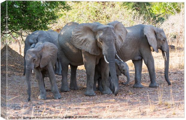 Family group of African elephants, Zambia Canvas Print by Angus McComiskey