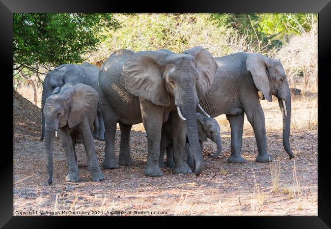 Family group of African elephants, Zambia Framed Print by Angus McComiskey