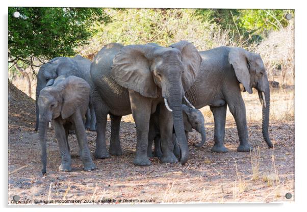 Family group of African elephants, Zambia Acrylic by Angus McComiskey