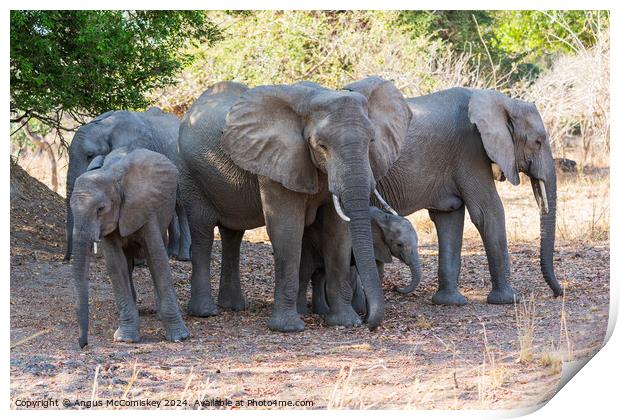 Family group of African elephants, Zambia Print by Angus McComiskey