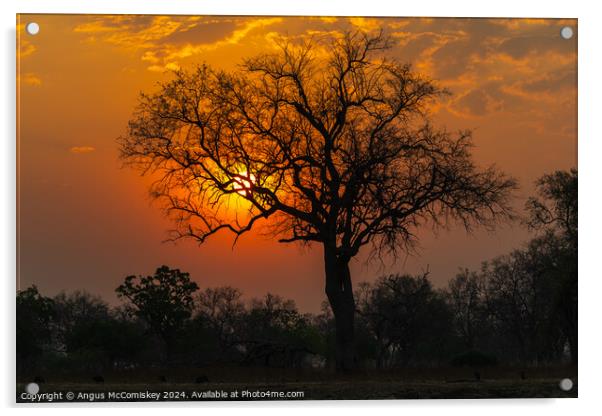 African sunset, Zambia Acrylic by Angus McComiskey