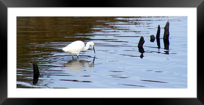 Little Egret Framed Mounted Print by Ali Kernick